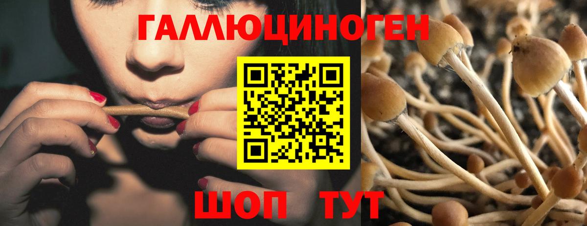 Ухта  Галлюциногенные грибы Psilocybine cubensis  Вход с VPN 